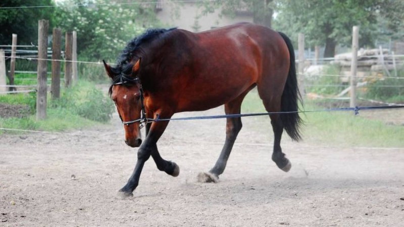 Маңғыстау облысында ат тепкен балаға ота жасалмақ