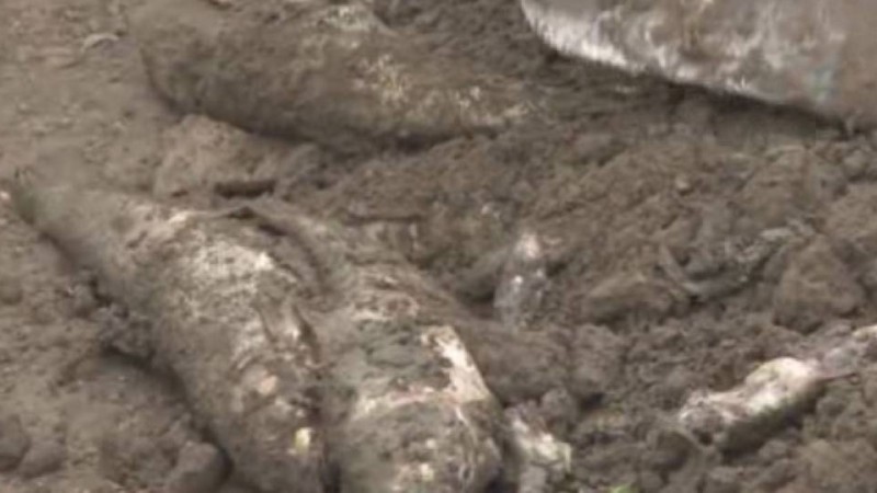 Енді Шымкентте балық қырылуда: Қошқарата өзенінен балық өлекселері табылып жатыр - Қазақстан жаңалықтары