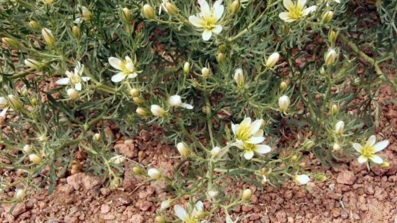 Адыраспан, күшәла: "Емдік қасиеттері бар болғанмен толық зерттелмей жатыр" - Қазақстан жаңалықтары