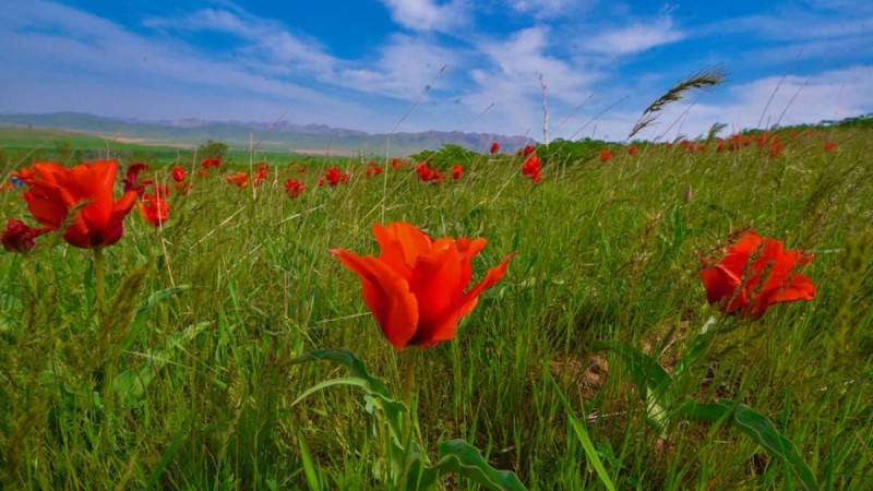 Әлемдік өркениетке қосқан үлес