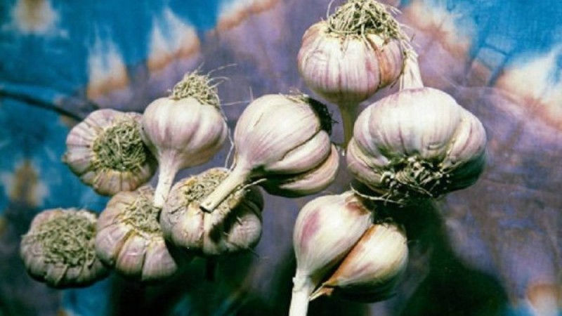 Ғалымдар сарымсақтың пайдасы туралы айтты