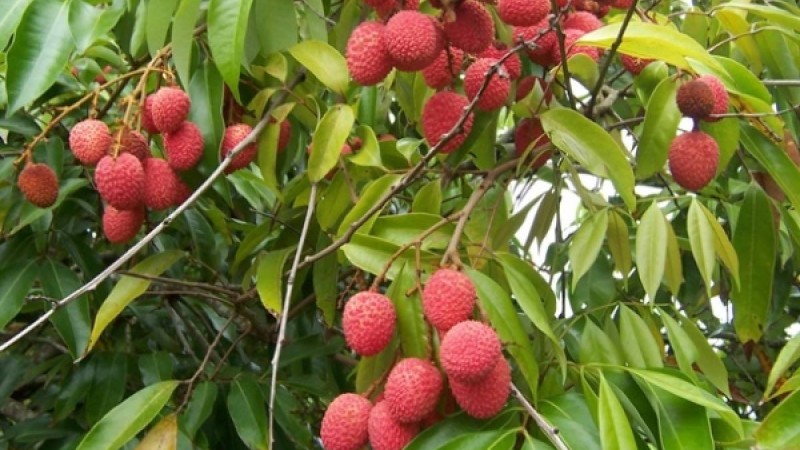 50 бала личи жеп қайтыс болған