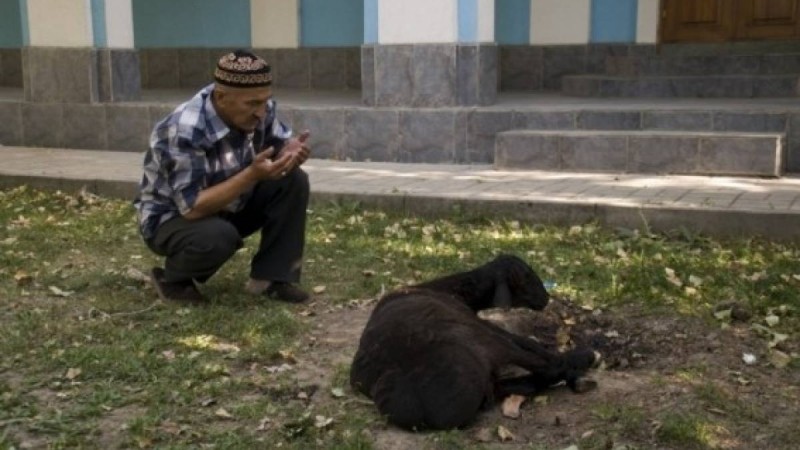 Қой сою тәртібі