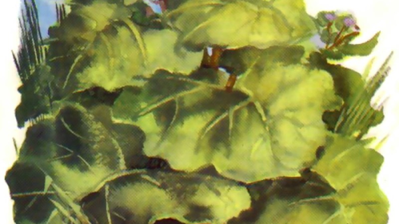 Ұсқынсыз үйрек - Ханс Кристиан Андерсен - Ертегілер - Bilim