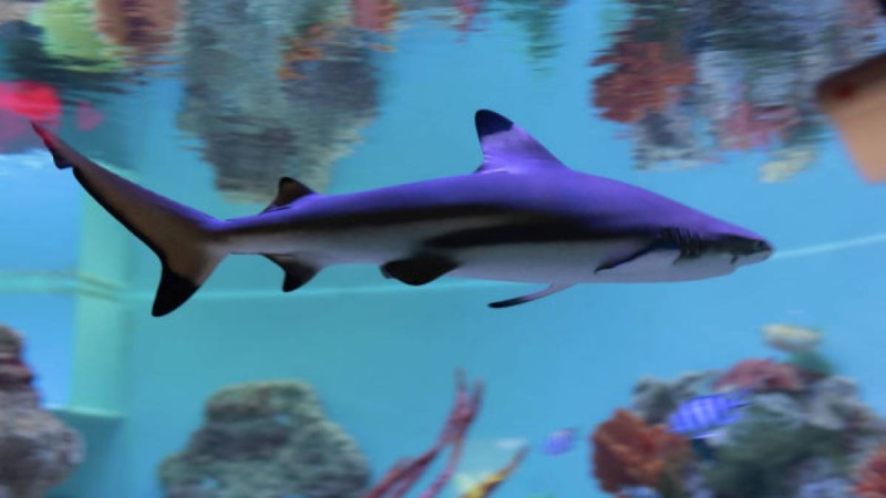 Акула зообаққа келушілердің көз алдында тұқымдасын жұтып қойды – видео