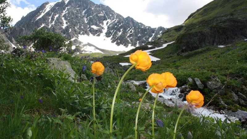 Алтайға кел, ағайын!