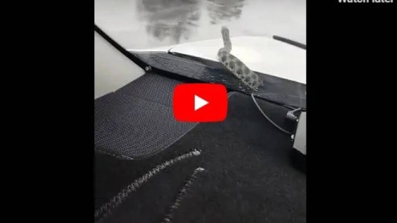 Қазақша сценарий: 30 Тамыз - Конституция күні