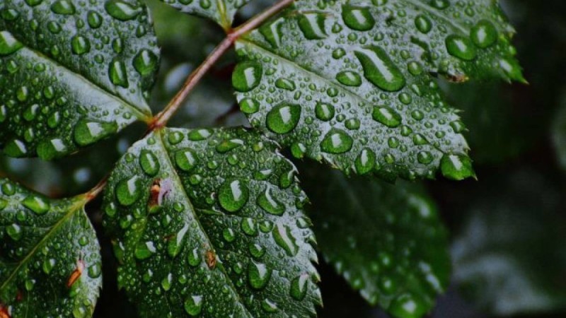 Ауа райы болжамы: 15, 16, 17 тамыз