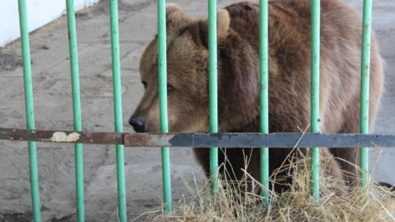Торда өмір сүрген аю қарды алғаш рет көрді – әсерлі видео