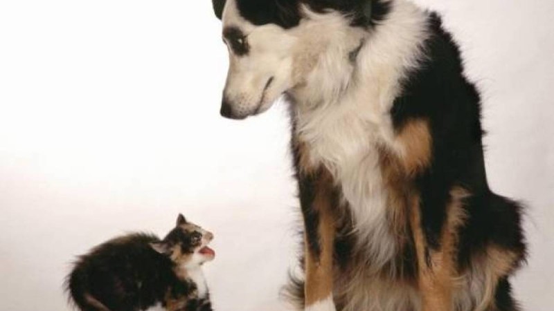 Қазақша Ертегілер жинағы