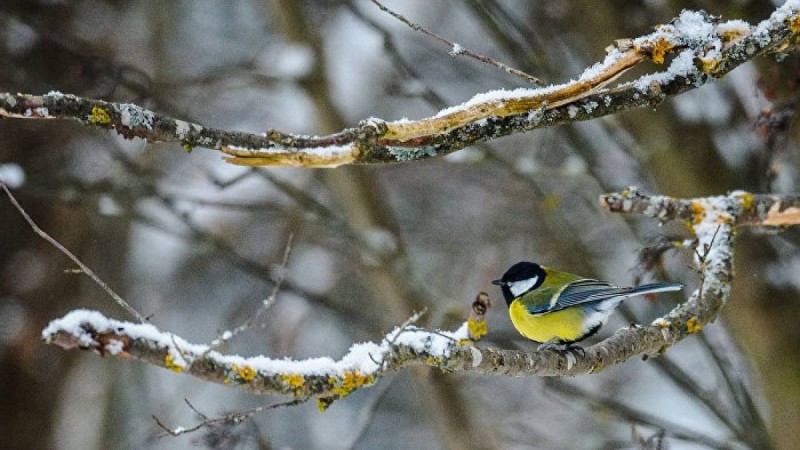 12 қарашада қандай оқиға болды: мереке күндері, тарихи оқиғалар
