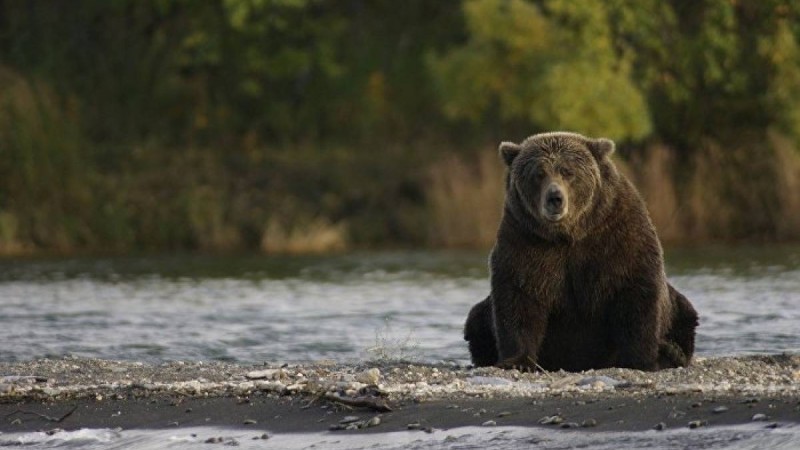 Аю зираттан марқұмның денесін ұрлап кетті