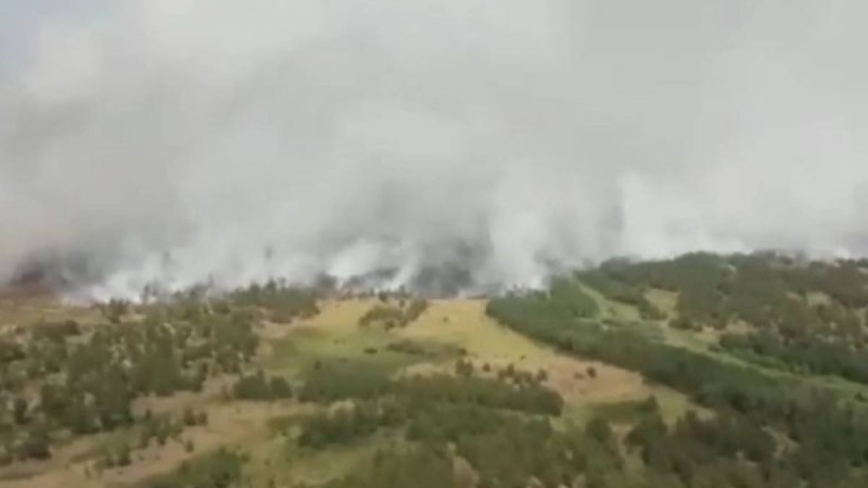 Қарағанды облысындағы қорықта тілсіз жау орманды жалмап барады