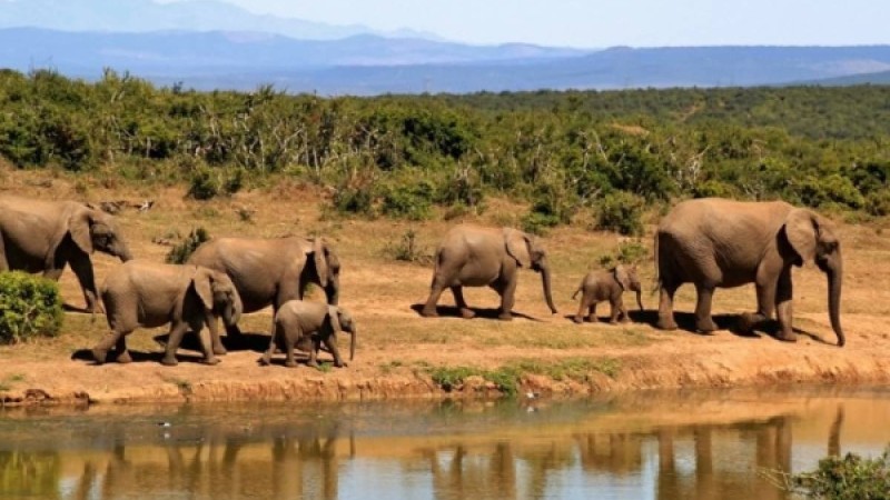 Пілдердің жерлеу рәсімі Желі қолданушыларының көзіне жас алдырды