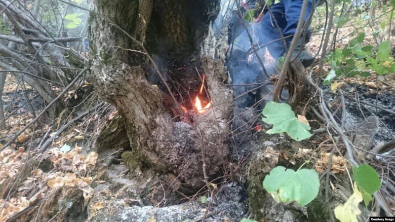 Қарағанды облысындағы ұлттық парк орманы өртеніп жатыр