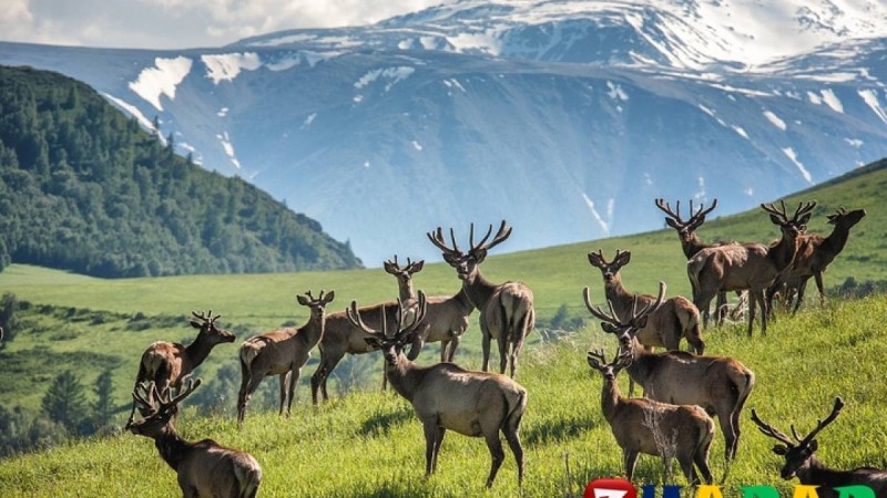 Қазақ тілінен сабақ жоспары: Қазақстан табиғаты Ақпарат іздеу №2 (2 сынып, II тоқсан ) » ZHARAR