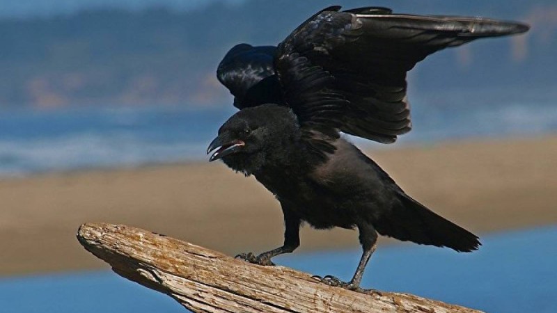 қалада қарғалар адамдарға шабуыл жасауда