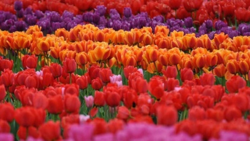 Түркістан абат баққа айналмақ