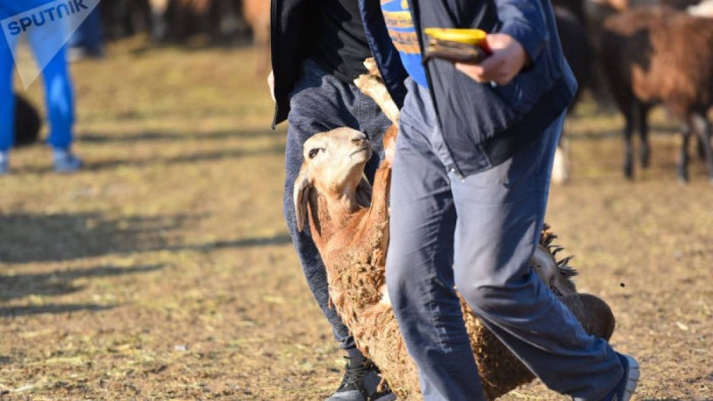 қазақ жігіті қойдың ішегінен қалай пайда тауып отырғанын айтты