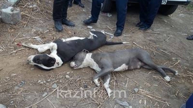 Баланы талап өлтірген иттердің иесі: Заң алдында жауап беруге дайынмын