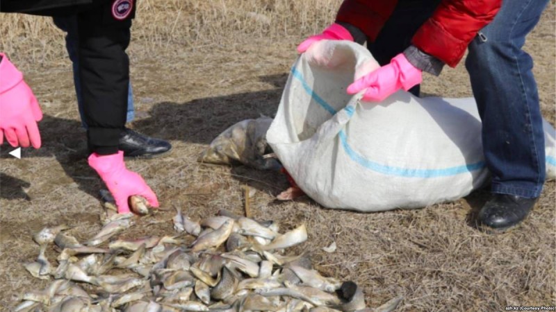 Батыс Қазақстанда үш тонна балық "оттегі тапшылығынан" қырылған