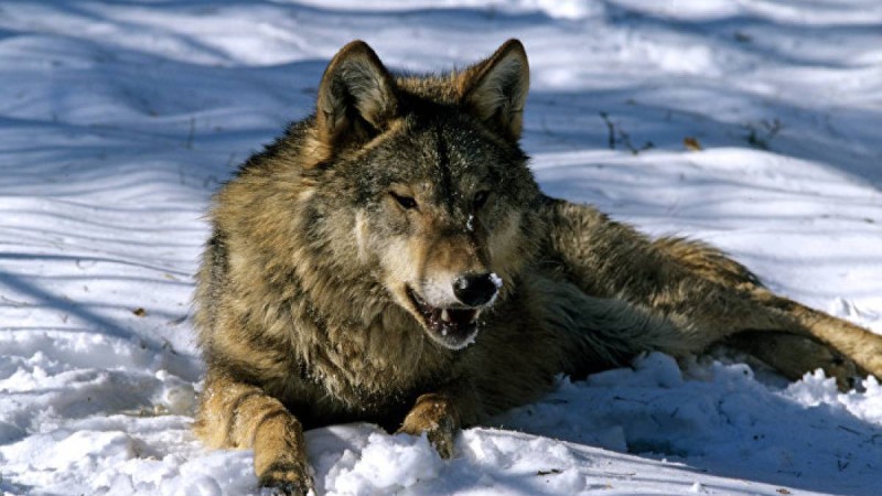 Қостанай облысында 11 жастағы баланы қасқыр талап тастады