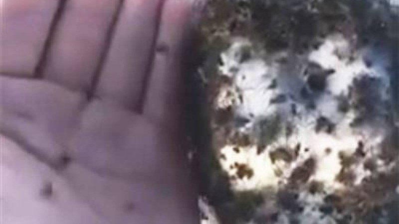 Шол шетінде құжынаған өрмекшілер жұрттың жағасын ұстатты