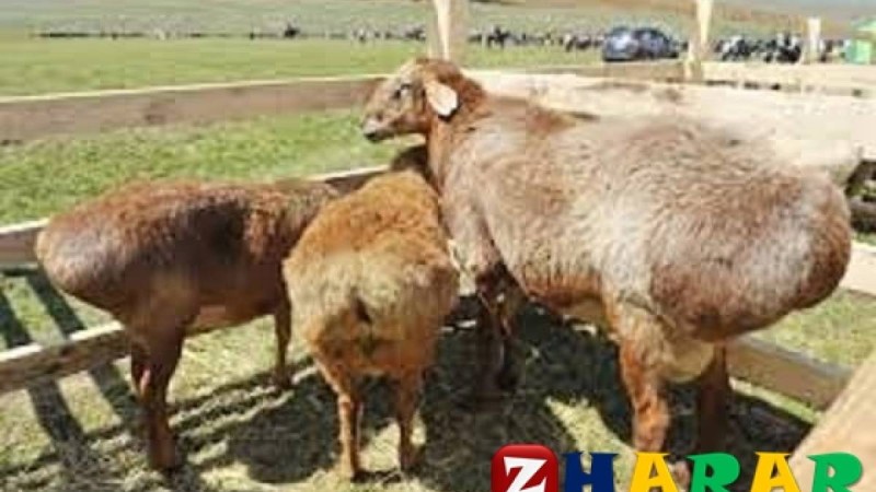 Мал сойғаны туралы хабарламағаны үшін айыппұл салынуы мүмкін