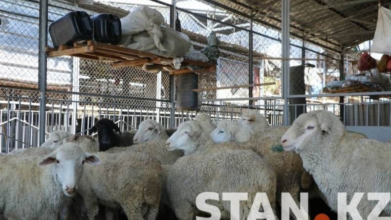 200 мың теңгеге аппақ қошқар: Stan.kz тілшісі Құрбан айт қарсаңында мал базарындағы төрт түліктің бағасын біліп қайтты - Қазақстан жаңалықтары