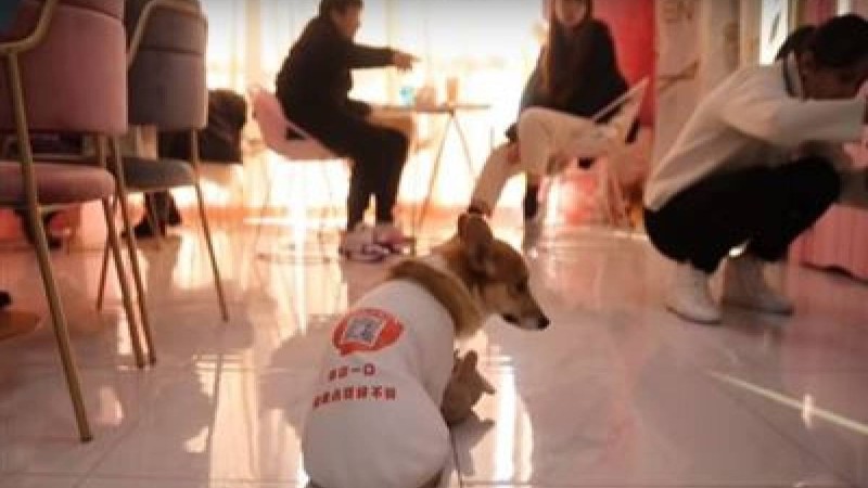 Дәмханада иттер даяшы болып жүр