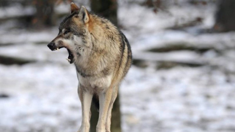 Қостанай облысында әйел мен балаға қасқыр тап берді