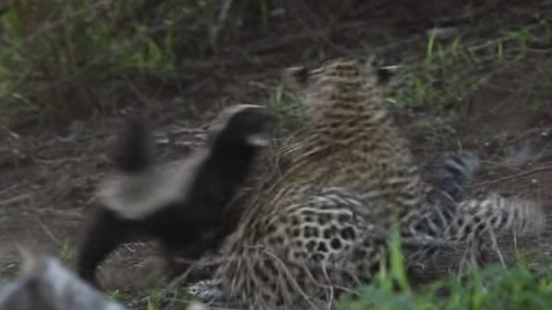 Баласына араша түскен борсық леопардқа жан ұшыра тап берді