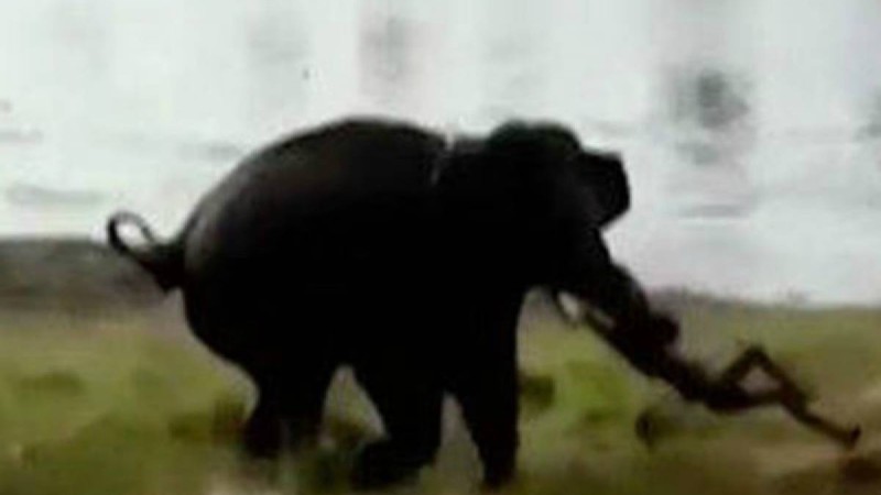 Піл браконьерді достарының көзінше өлтіріп тастаған - Қазақстан жаңалықтары