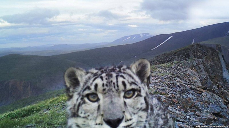 Қар барысын қорғаушыға айналған бұрынғы браконьерлер