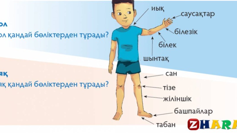 Сауат ашудан сабақ жоспары: Адам (1 сынып,1 бөлім ) » ZHARAR