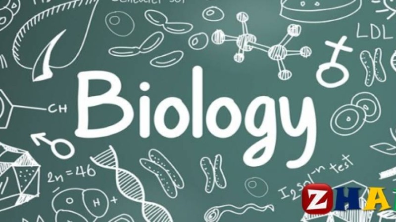 Реферат: Биология | Сыра өндірісінің биотехнологиясы