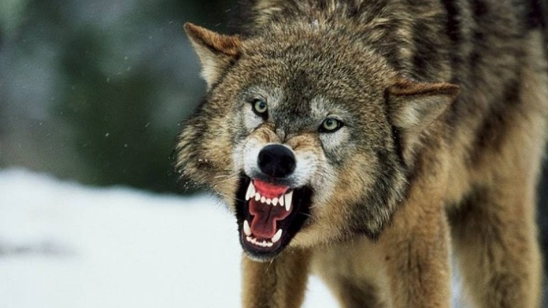 Қостанай облысында қасқыр әйелді баласымен қауып алды - Қазақстан жаңалықтары