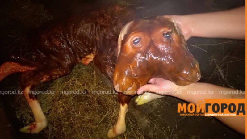 Ақтөбе облысында екі басты бұзау туды