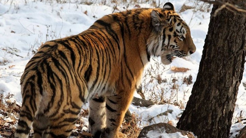 Жолбарыстың видеосы қазақстандықтарды дүрліктірді: министрлік түсініктеме берді