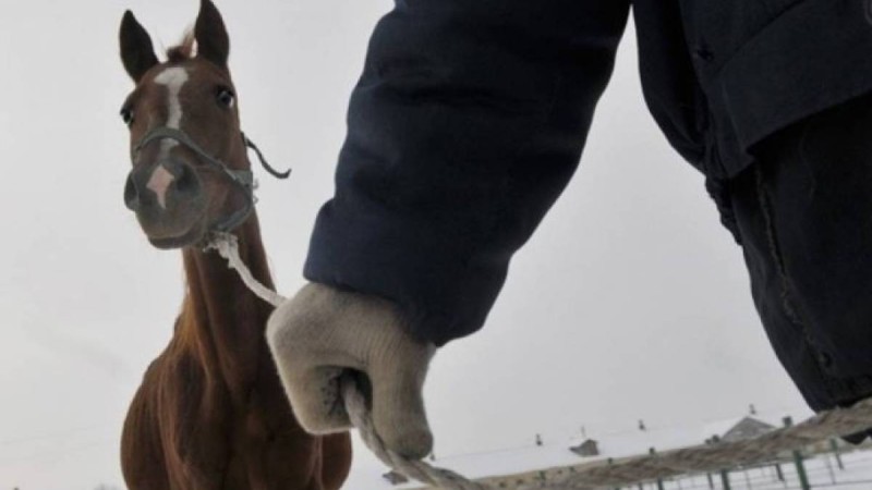 Алматы облысының полициясы мал ұрлығымен айналысқандарды ұстады