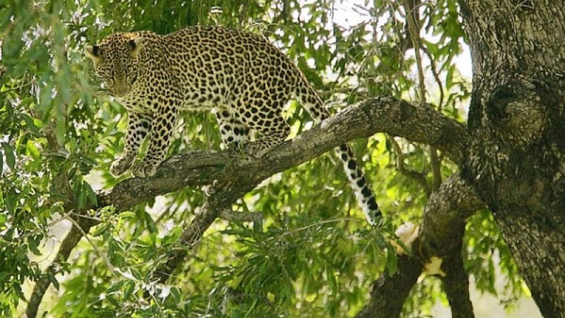 ​Леопард екі жастағы баланы талап тастаған