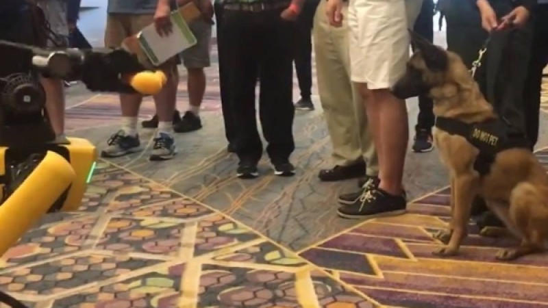 ​Робот ит пен тірі иттің ойынын таспаға түсірген