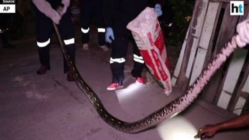 Зейнеткердің жоғалған бес мысығын жылан жұтып қойған