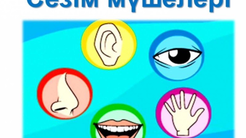 Қазақ тілінен сабақ жоспары: Сезім мүшелері/қабылдау қабілеттері туралы не білемін? Қабілет-сезімдер жайлы өлеңдер оқу (2 сынып, I тоқсан) » ZHARAR