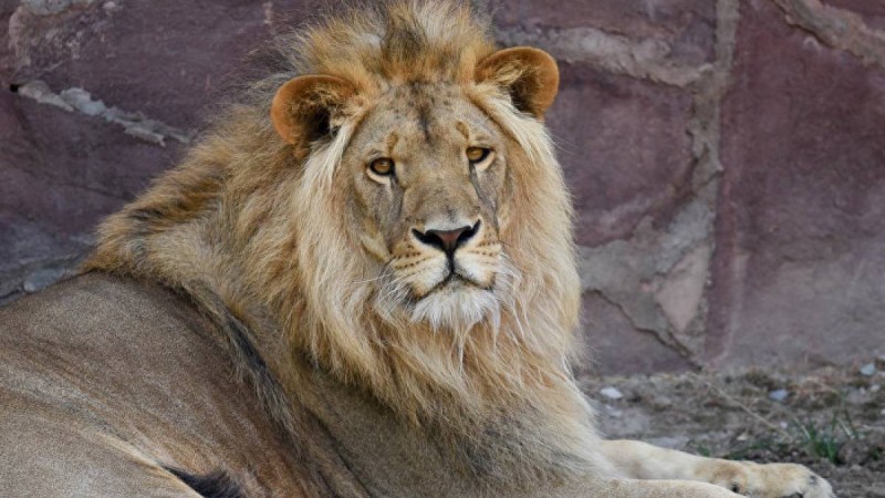 Полиция Қарағанды зообағында арыстандарды таспен ұрғандарды іздеп тапты