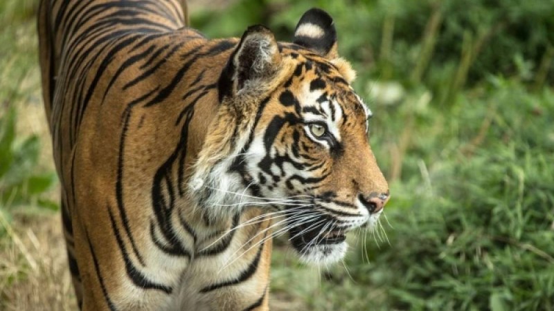 ​Жолбарысты жуындырмақ болған зообақ қызметкері қолынан айырылды