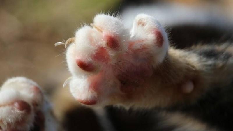 ​Мысықтардың тырнағын кесуге тыйым салынды