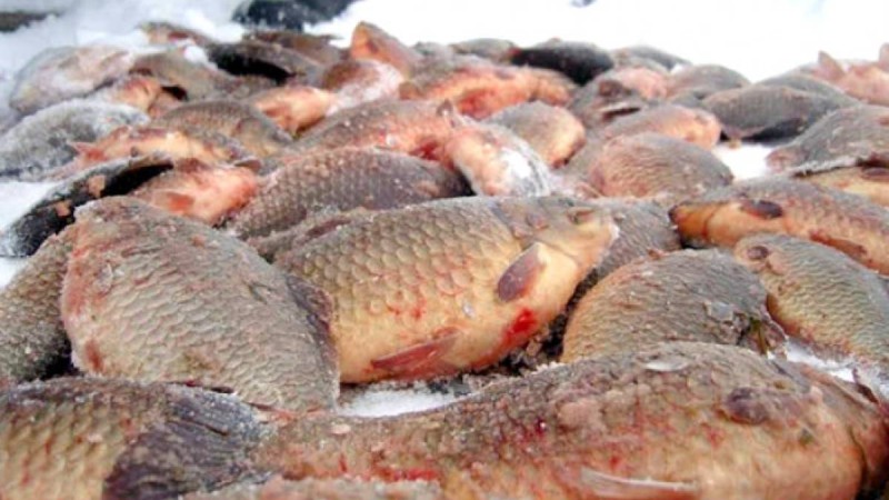 Алматы облысында "Қызыл кітапқа" енген балықты аулағандар ұсталды