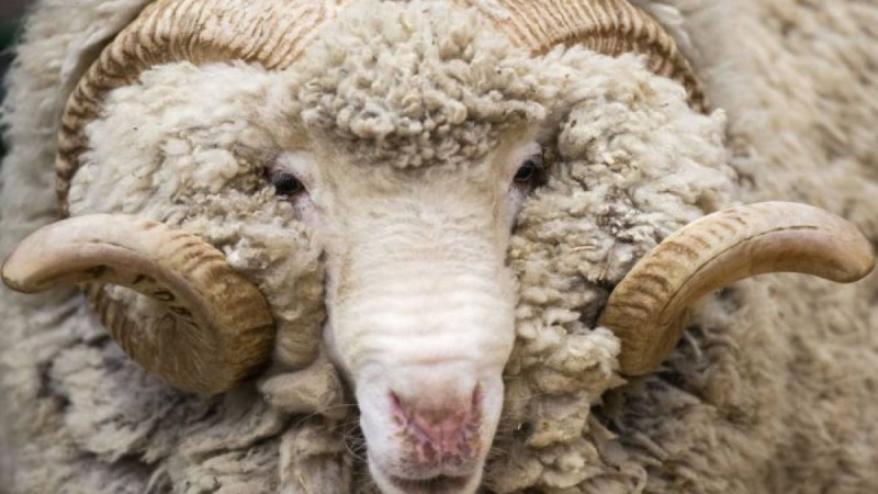 қойдың майы, пайдасы, зияны, қандай ауруға ем, дайындау, баланы ысылау