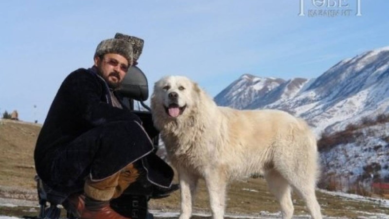 Данияр ДӘУКЕЙ, «Төбет – қазақы ит» қорының жетекшісі: Қазақы төбет тұқымына жететін ит жоқ